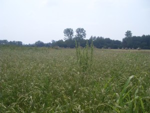 ël camp ëd barba Ceco