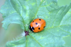 coccinelle