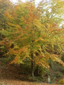 VLUU L110  / Samsung L110