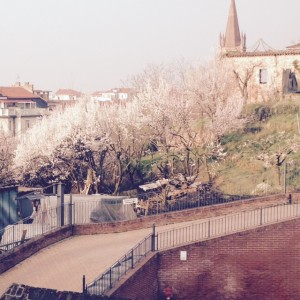 fioritura