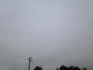 IMG_0445